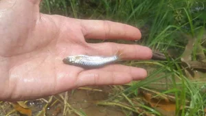 Mekong Delta Small Fish: A Sweet, Boneless Culinary Specialty Loved by City Dwellers - image 5