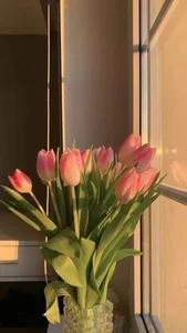 Elegant Tulip Wallpapers: 574+ Stunning Floral Backgrounds for Your Phone and Desktop - image 8