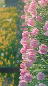 Elegant Tulip Wallpapers: 574+ Stunning Floral Backgrounds for Your Phone and Desktop - image 9