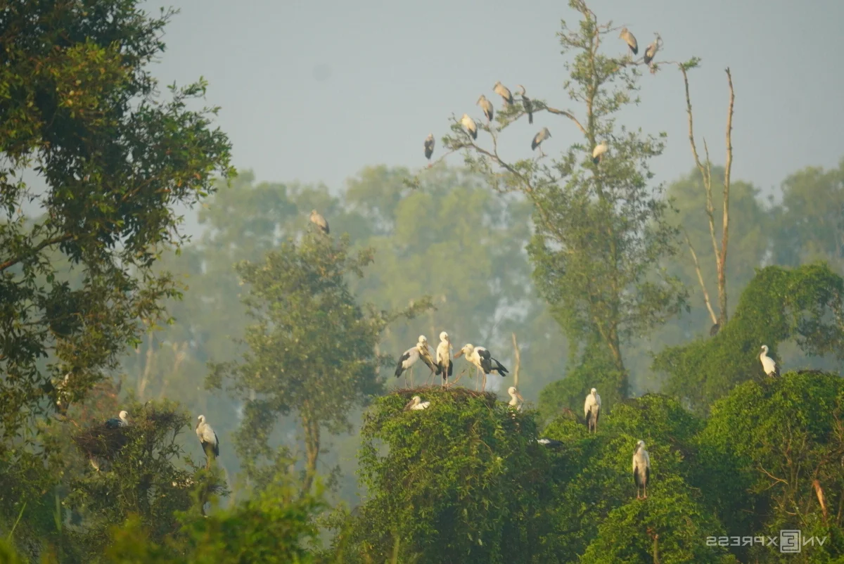 Wildlife Wonders: The Massive Bird Breeding Grounds of Dong Thap