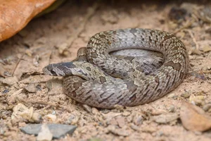 Wildlife Guide: Discover the Most Notable Water Snakes Found Across Vietnam - image 1
