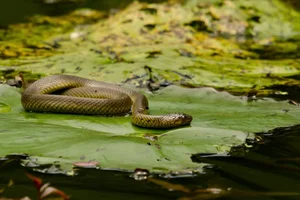 Wildlife Guide: Discover the Most Notable Water Snakes Found Across Vietnam - image 12