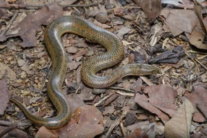 Wildlife Guide: Discover the Most Notable Water Snakes Found Across Vietnam - image 11