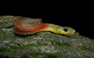 Wildlife Guide: Discover the Most Notable Water Snakes Found Across Vietnam - image 2