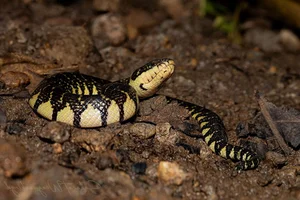Wildlife Guide: Discover the Most Notable Water Snakes Found Across Vietnam - image 7