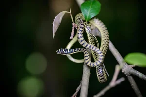 Wildlife Guide: Discover the Most Notable Water Snakes Found Across Vietnam - image 5