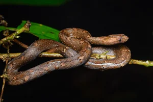 Wildlife Guide: Discover the Most Notable Water Snakes Found Across Vietnam - image 9