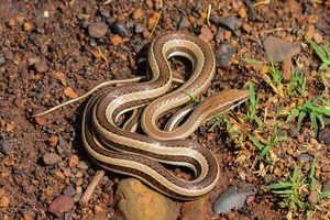 Wildlife Guide: Discover the Most Notable Water Snakes Found Across Vietnam - image 3