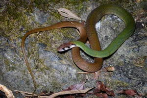 Wildlife Guide: Discover the Most Notable Water Snakes Found Across Vietnam - image 8