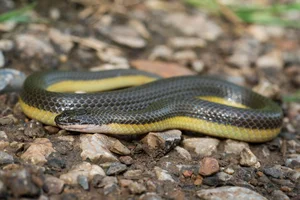 Wildlife Guide: Discover the Most Notable Water Snakes Found Across Vietnam - image 0