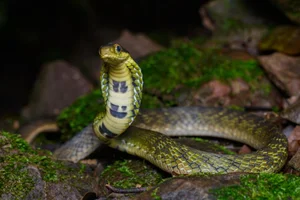 Wildlife Guide: Discover the Most Notable Water Snakes Found Across Vietnam - image 6