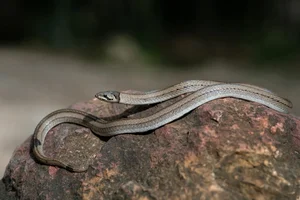 Wildlife Guide: Discover the Most Notable Water Snakes Found Across Vietnam - image 10