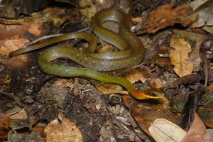 Wildlife Guide: Discover the Most Notable Water Snakes Found Across Vietnam - image 4