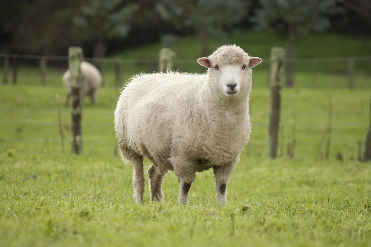 The Truth Behind the Viral Video of Sheep Circling in China