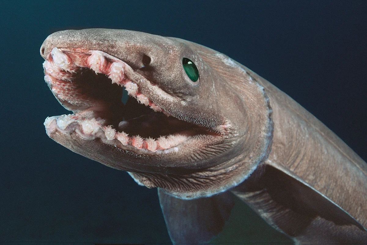 The World Strangest and Ugliest Animals That Will Haunt Your Dreams