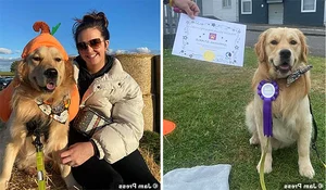 A Heartbreaking and Touching Story of a Dying Dog's Final Days - image 5