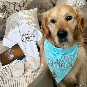 A Heartbreaking and Touching Story of a Dying Dog's Final Days - image 6