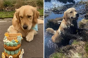 A Heartbreaking and Touching Story of a Dying Dog's Final Days - image 4