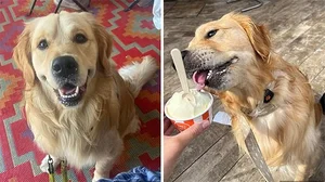 A Heartbreaking and Touching Story of a Dying Dog's Final Days - image 8