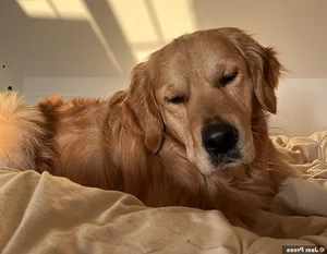 A Heartbreaking and Touching Story of a Dying Dog's Final Days - image 13
