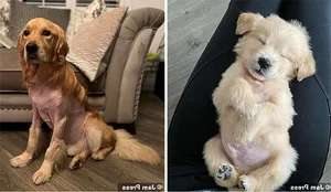 A Heartbreaking and Touching Story of a Dying Dog's Final Days - image 12