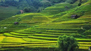 10 Best Check-in Spots in Mu Cang Chai Rice Season - image 3
