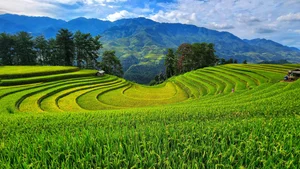 10 Best Check-in Spots in Mu Cang Chai Rice Season - image 4