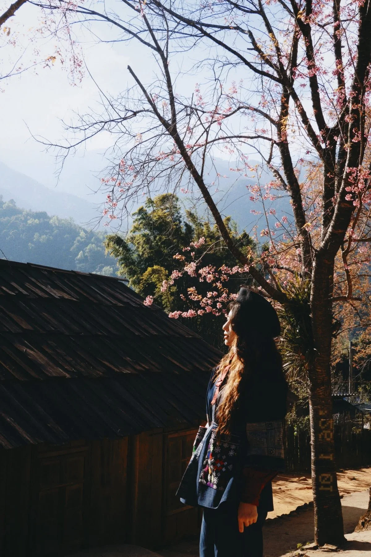 Pha Noi Cherry Blossoms: The Beauty of Nghe An's Western Region Awakens Spring