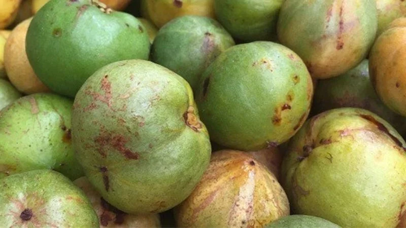 Wild Forest Fruits Become a 'Money Mine' at 200,000 VND per kg