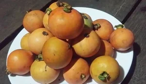 Wild Forest Fruits Become a 'Money Mine' at 200,000 VND per kg - image 6