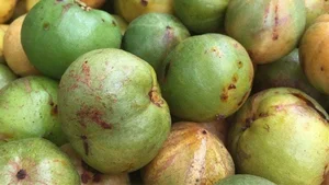 Wild Forest Fruits Become a 'Money Mine' at 200,000 VND per kg - image 0
