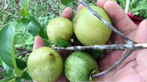 Wild Forest Fruits Become a 'Money Mine' at 200,000 VND per kg - image 1
