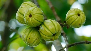 Wild Forest Fruits Become a 'Money Mine' at 200,000 VND per kg - image 3