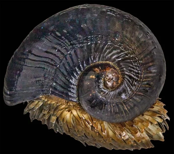 The Incredible Iron-Scaled Snail: A Deep-Sea Mystery of Evolution and Natural Armor