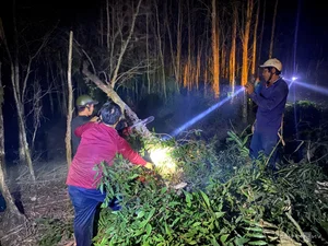 Firefighters Brave Canals and Dense Forests to Battle Ca Mau Forest Fire - image 3