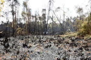 Firefighters Brave Canals and Dense Forests to Battle Ca Mau Forest Fire - image 6