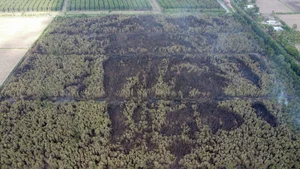 Firefighters Brave Canals and Dense Forests to Battle Ca Mau Forest Fire - image 1