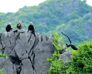 Ultimate Travel Guide to Cat Ba National Park: Vietnam's Breathtaking Natural Wonder - image 1