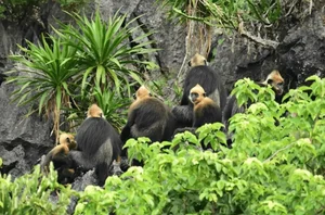 Ultimate Travel Guide to Cat Ba National Park: Vietnam's Breathtaking Natural Wonder - image 5