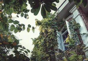 Eco-Friendly Green Plant Curtains: Natural Cooling for West-Facing Homes - image 9