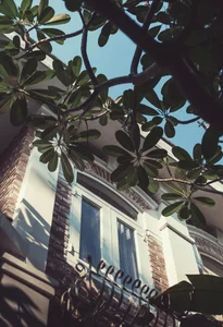 Eco-Friendly Green Plant Curtains: Natural Cooling for West-Facing Homes - image 1