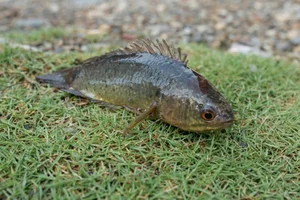The Amazing Walking Mudskipper: From Strange Creature to Sold-Out Delicacy - image 2