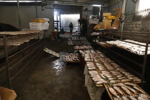 Nge An’s Largest Grilled Fish Village Prepares for the Lunar New Year Rush - image 1