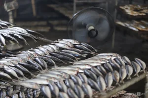 Nge An’s Largest Grilled Fish Village Prepares for the Lunar New Year Rush - image 2