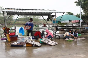 Nge An’s Largest Grilled Fish Village Prepares for the Lunar New Year Rush - image 7