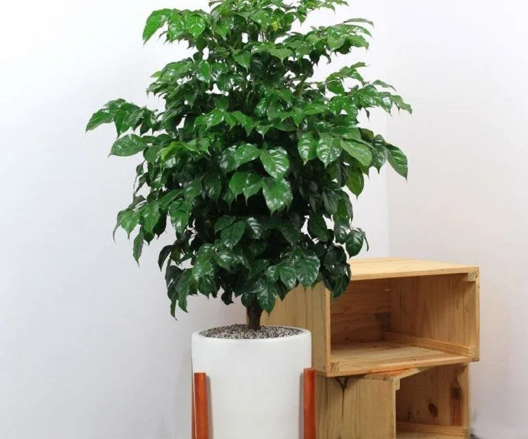 Top 3 Feng Shui Plants the Wealthy Keep to Attract Prosperity