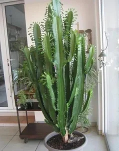 Top 3 Feng Shui Plants the Wealthy Keep to Attract Prosperity - image 2