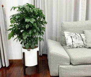 Top 3 Feng Shui Plants the Wealthy Keep to Attract Prosperity - image 4