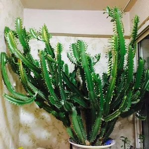 Top 3 Feng Shui Plants the Wealthy Keep to Attract Prosperity - image 1
