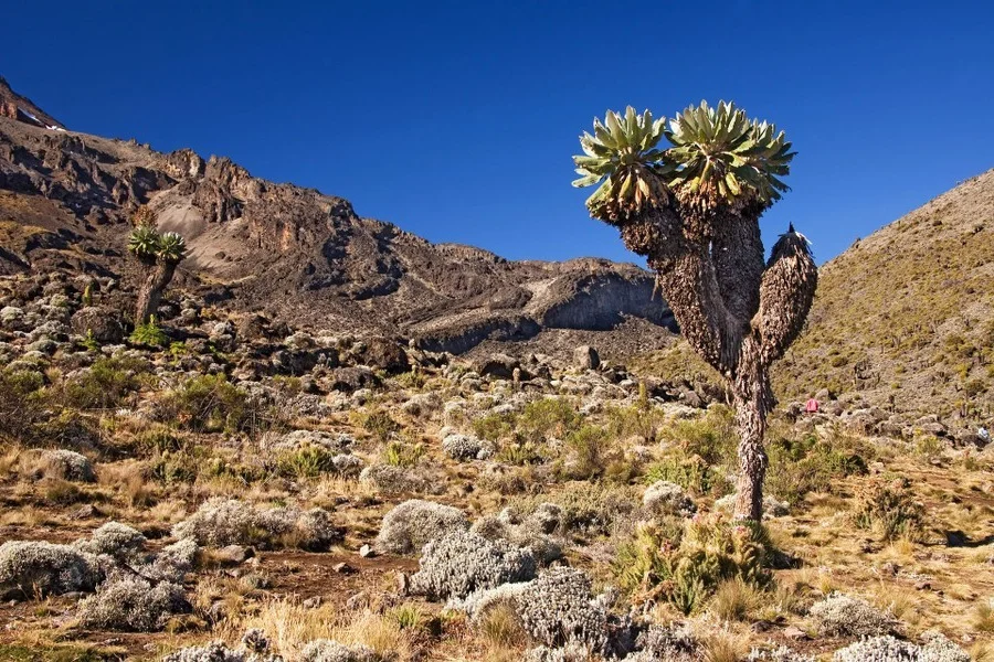 The 9-Meter Wonder: Discovering the Resilient Tree Thriving in Extreme Climates